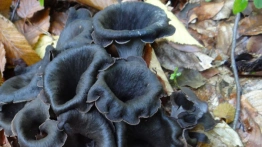 Czarna kurka, albo wronie uszy – doskonały grzyb jadalny z polskich lasów