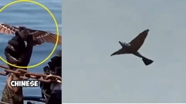 Chiny zaprezentowały „drony‑ptaki” - nowa era wojskowej technologii