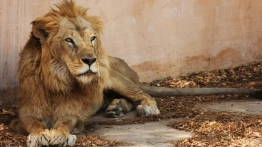 Niechciane zwierzęta jako posiłek dla drapieżników? Kontrowersyjna praktyka duńskiego zoo
