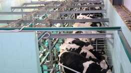 Chiński odwet gospodarczy po decyzjach Tuska. Polska branża mleczarska na celowniku