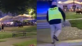 Groźny drapieżnik na ulicach Przemyśla. Mieszkańcy w szoku [Wideo]