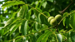 Liście orzecha włoskiego wracają do łask. Naturalny skarb ceniony od pokoleń