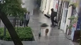 WIDEO! W Lublinie pies wyskoczył z 2 piętra prosto na przechodniów. Kobieta w szpitalu