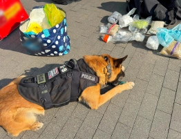 Uderzenie w gang narkotykowy z Podlasia. Zatrzymano 5 osób