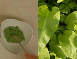 Czosnek niedźwiedzi to prawdziwy dar natury