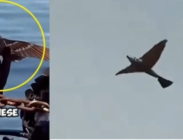 Chiny zaprezentowały „drony‑ptaki” - nowa era wojskowej technologii