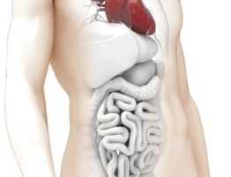 Dbaj o jelita - to Twój drugi mózg!