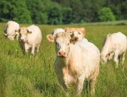 Francja blokuje umowę UE–Mercosur. Paryż żąda ostrzejszych zabezpieczeń dla rolnictwa