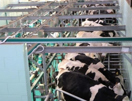 Chiński odwet gospodarczy po decyzjach Tuska. Polska branża mleczarska na celowniku