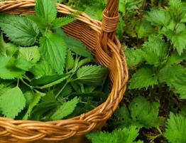 Ks Kneipp: Koszyk młodych pokrzyw podzielmy na trzy części...