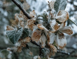 Nocne przymrozki wracają do Polski. IMGW ostrzega przed spadkiem temperatury poniżej zera