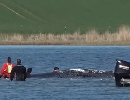 Bałtycki dramat wieloryba zakończony uratowaniem zwierzęcia [Wideo]