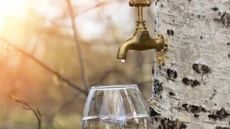 Oskoła – spragniony brzozowego nektaru organizm woła!