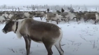 Jak futra sprawiły, że Rosja stała się największym państwem świata?