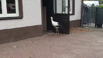 Bocian zamieszkał na miejskim osiedlu