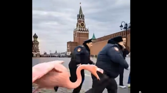 Moskwa drży przed „ukraińskimi flamingami” [Wideo]