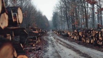 Alarm wokół Lasów Państwowych. Paweł Sałek ostrzega przed konsekwencjami nowych ograniczeń