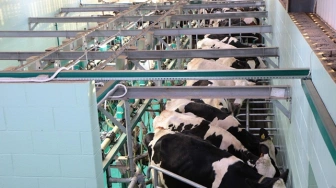 Chiński odwet gospodarczy po decyzjach Tuska. Polska branża mleczarska na celowniku