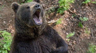 Tragiczny fin​​​​​​​ał w Bieszczadach. Niedźwiedzica zaatakowała kobietę w lesie