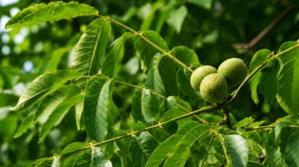 Liście orzecha włoskiego wracają do łask. Naturalny skarb ceniony od pokoleń