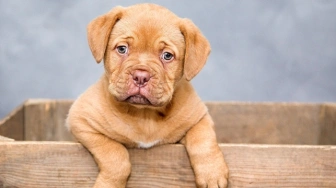 Wraca państwowy rejestr zwierząt. Czy to oznacza dodatkowe koszty dla właścicieli psów i kotów?