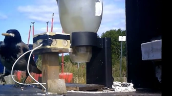 [Wideo] Kruki zamiast ekipy sprzątającej. Szwedzi uczą je zbierać niedopałki i oszczędzają