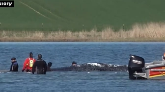 Bałtycki dramat wieloryba zakończony uratowaniem zwierzęcia [Wideo]