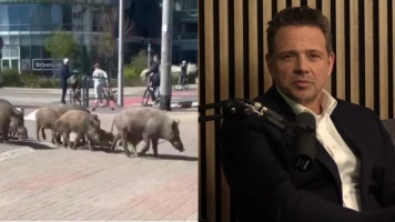 Dawid Wildstein: Kochani celebryci! Śpieszę Wam donieść o koszmarze…