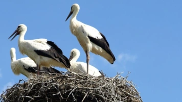 Zima w pełni, a bociany już szykują się do powrotu z Afryki