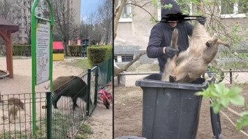 Absolutny SKANDAL! Warszawa. Odstrzał lochy z młodymi na oczach dzieci [Wideo]