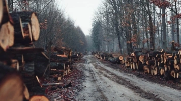 Alarm wokół Lasów Państwowych. Paweł Sałek ostrzega przed konsekwencjami nowych ograniczeń