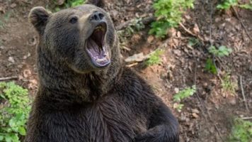 Tragiczny fin​​​​​​​ał w Bieszczadach. Niedźwiedzica zaatakowała kobietę w lesie