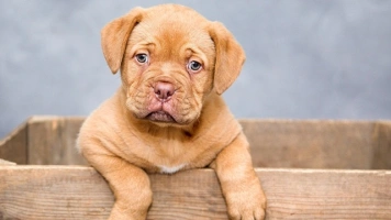 Wraca państwowy rejestr zwierząt. Czy to oznacza dodatkowe koszty dla właścicieli psów i kotów?