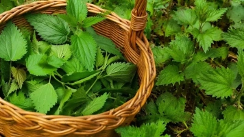 Ks Kneipp: Koszyk młodych pokrzyw podzielmy na trzy części...