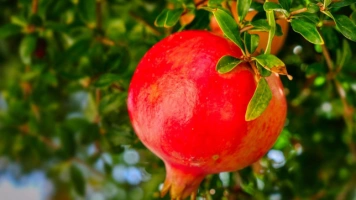 Soczysty granat to bomba prozdrowotna