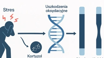 Stres dociera aż do DNA. Jak emocje przyspieszają starzenie komórek i co możemy z tym zrobić