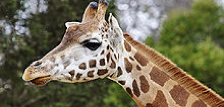 Nie czas, by płakać nad żyrafami, gdy zabija się ludzi