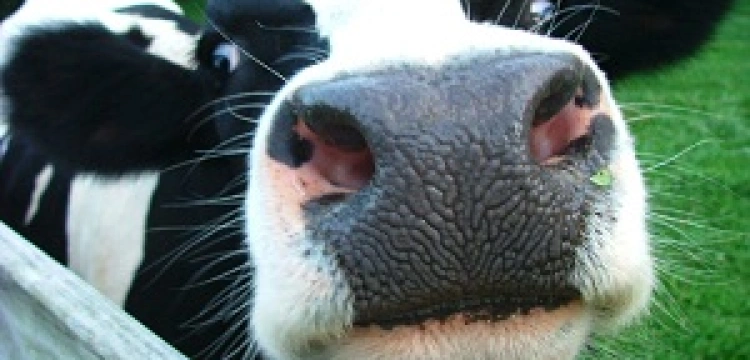 Kalemba: ubój rytualny jest w Polsce zakazany