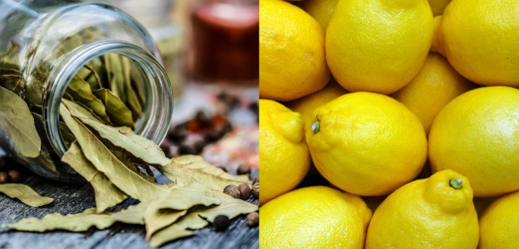 Cytryna i liść laurowy oczyści twoje kości i stawy