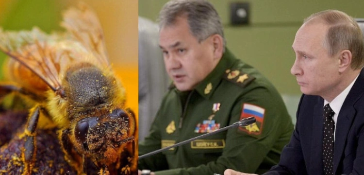 Owady dołączają do ukraińskiej armii. Pszczoły zabiły trzech Rosjan