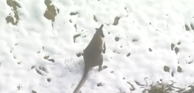[Wideo] Australijska zima stulecia w... czerwcu. Ludzie i kangury trzęsą się z zimna