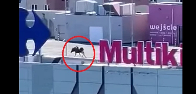 [Wideo, Zdjęcia] Elbląg. Łoś spacerował po dachu centrum handlowego