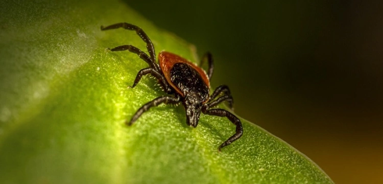 Dzięki tej roślinie kleszcze nie znajdą się w twoim ogrodzie. Jest jednak jedno ostrzeżenie!