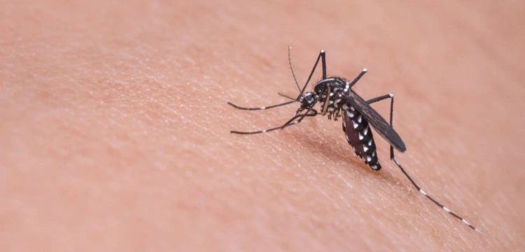 Czy komary przenoszą koronawirusa? WHO odpowiada