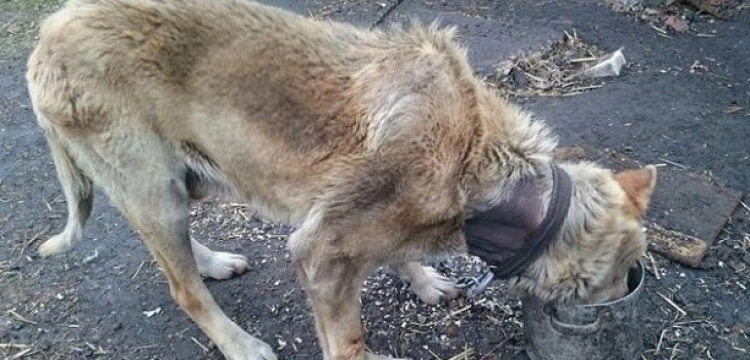 [Zdjęcia] Psy hodowane na smalec? TOZ z Krynicy uratowało zwierzęta przed koszmarem