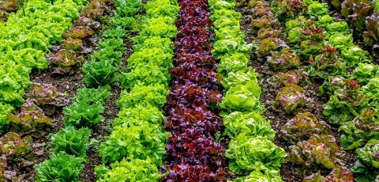 Jakie warzywa sadzić obok siebie - tabela