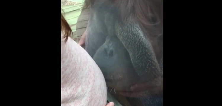 Niesamowite! Orangutan całuje ciężarną kobietę w brzuch [Wideo]
