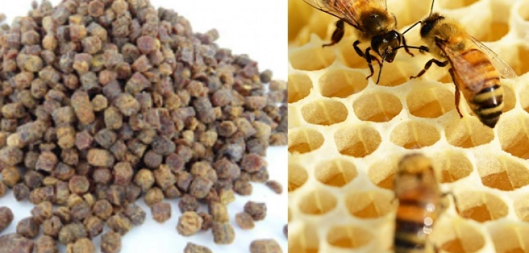 Pierzga pszczela i jej niesamowity wpływ na zdrowie