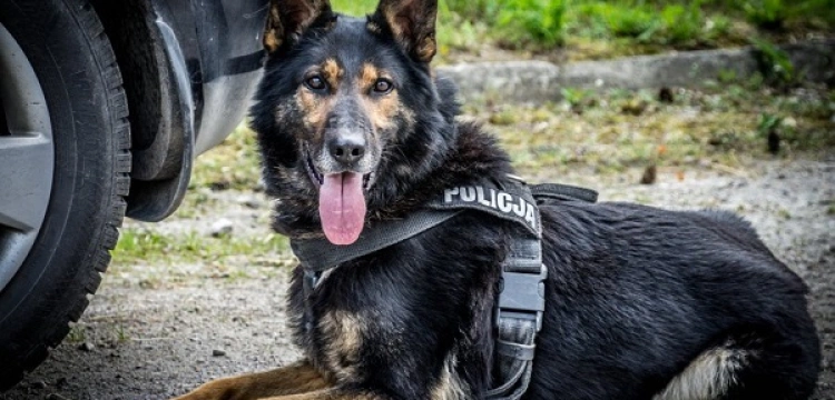 Policyjny pies uratował dziecko w Biesnej w Małopolsce