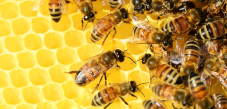 Prokuratura prowadzi śledztwo w sprawie masowego zatrucia pszczół